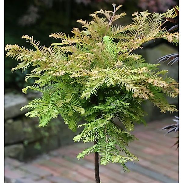 Hochstamm Urweltmammutbaum Miss Grace 100-125cm - Metasequoia glyptostroboi günstig online kaufen