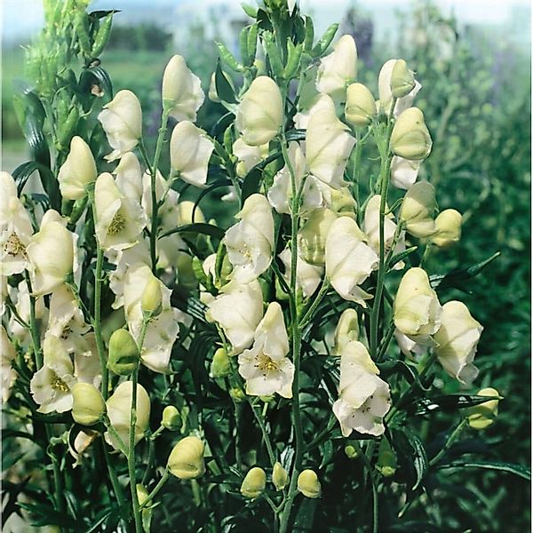 Aconitum Napellus Album Eisenhut Ca. 11x11 cm Topf günstig online kaufen