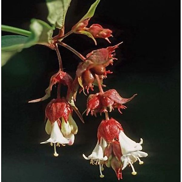 Karamellstrauch 60-80cm - Leycesteria formosa günstig online kaufen