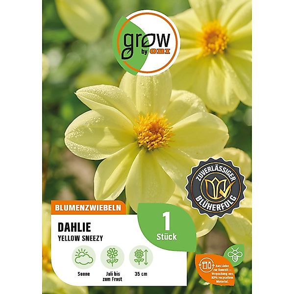 GROW by OBI Dahlie Yellow Sneezy Höhe ca. 35 cm günstig online kaufen