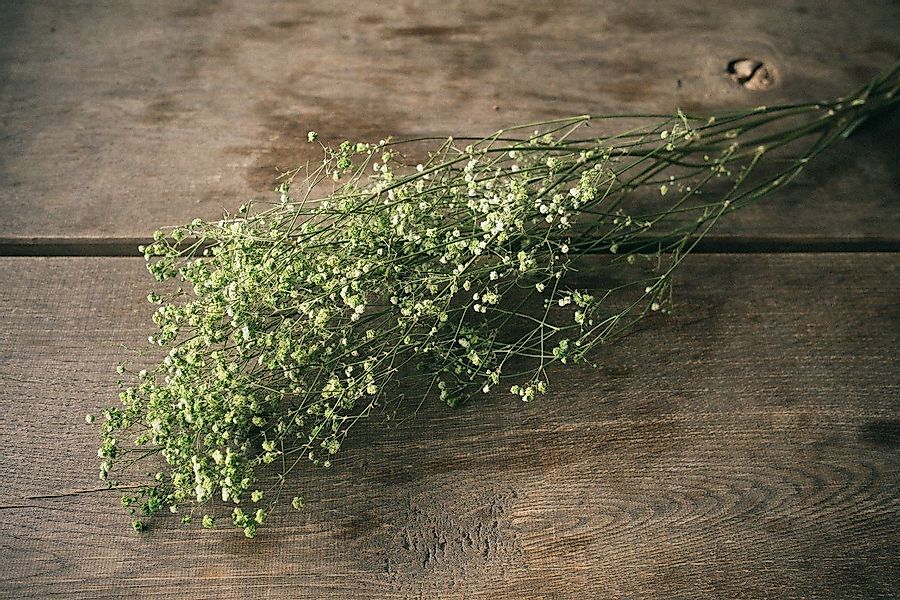 Trockenblume Schleierkraut Apfelgrün getrocknet im Bund günstig online kaufen