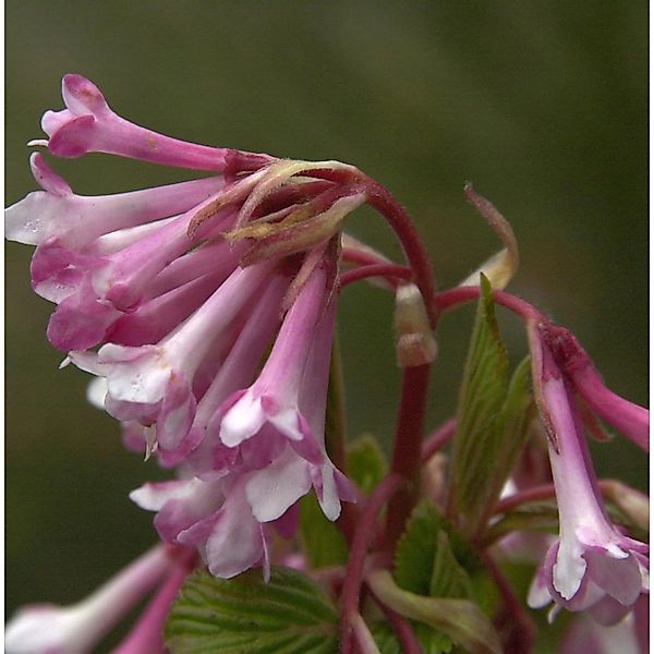 Winterschneeball Charles Lamont 40-60cm - Viburnum bodnantense günstig online kaufen