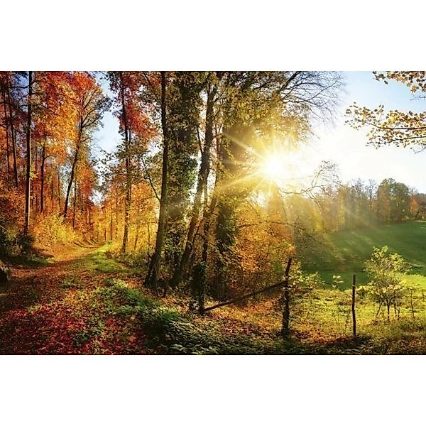 Fototapete FOREST WALK  | MS-5-0065 | Orange | Digitaldruck auf Vliesträger günstig online kaufen
