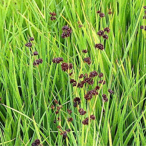 Zwergbinse - Juncus ensifolius günstig online kaufen