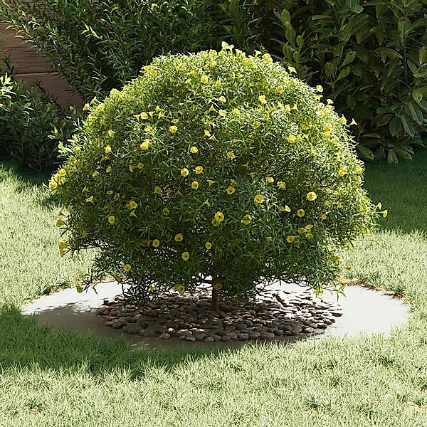 vidaXL Blumentopf Flacher Baumring Weiß Ø50 günstig online kaufen