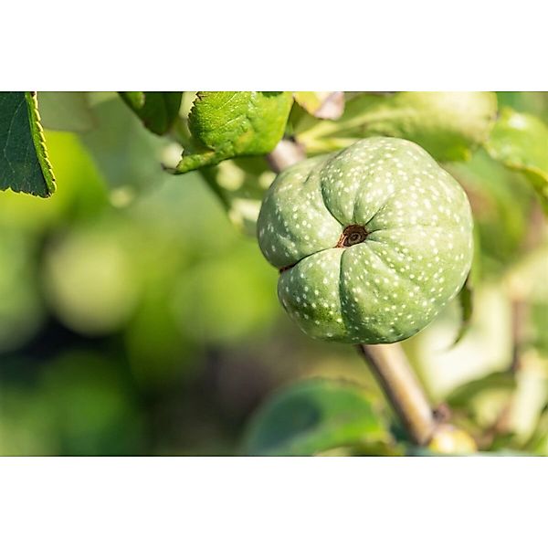 Chaenomeles 'Youki Gotin' Zierquitte 40-60 cm günstig online kaufen