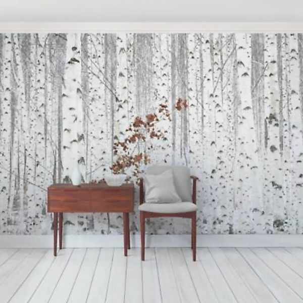 Bilderwelten Fototapete Birken im Herbst weiß Gr. 480 x 320 günstig online kaufen