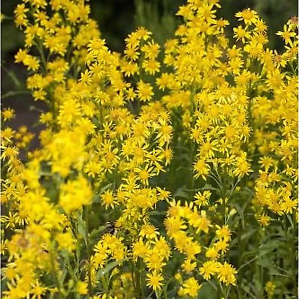 Goldrute Goldkind - Solidago günstig online kaufen