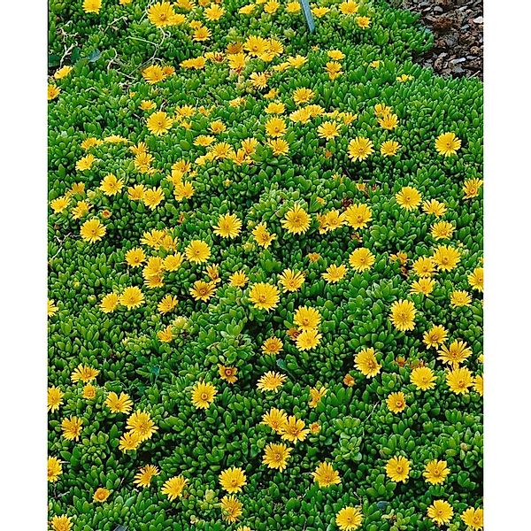 Delosperma Nubigenum Mittagsblume Gelb Ca. 9x9 cm Topf günstig online kaufen