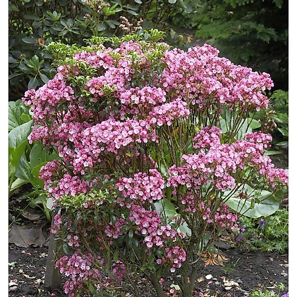Großer Berglorbeer Little Linda 30-40cm - Kalmia,atifolia günstig online kaufen