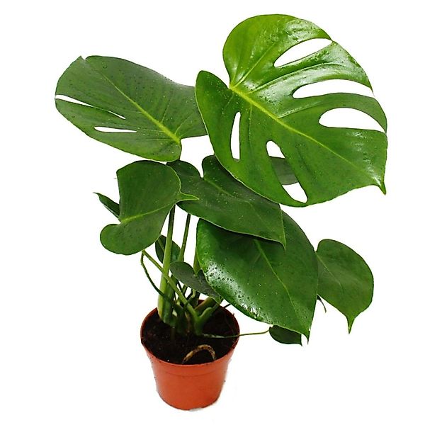 Exotenherz Zimmerpflanze Monstera deliciosa - Fensterblatt - 12cm Topf - ca günstig online kaufen