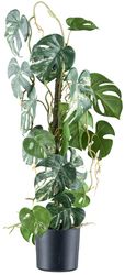 Creativ green Kunstpflanze "Philodendron varigata" mit verschlungenem Stamm günstig online kaufen