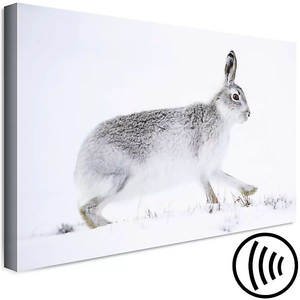 Leinwandbild Winterhase - flauschiges, skandinavisches Tier in der frostige günstig online kaufen