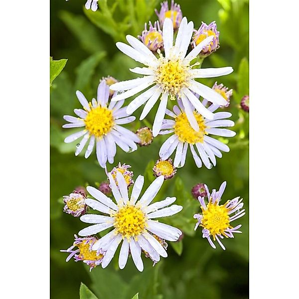 Aster Ageratoides Asran Herbstaster Ca. 9x9 cm Topf günstig online kaufen