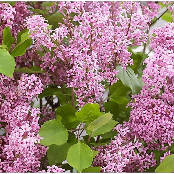 Hochstamm Zwergflieder Flowerfesta Purpur 80-100cm - Syringa günstig online kaufen