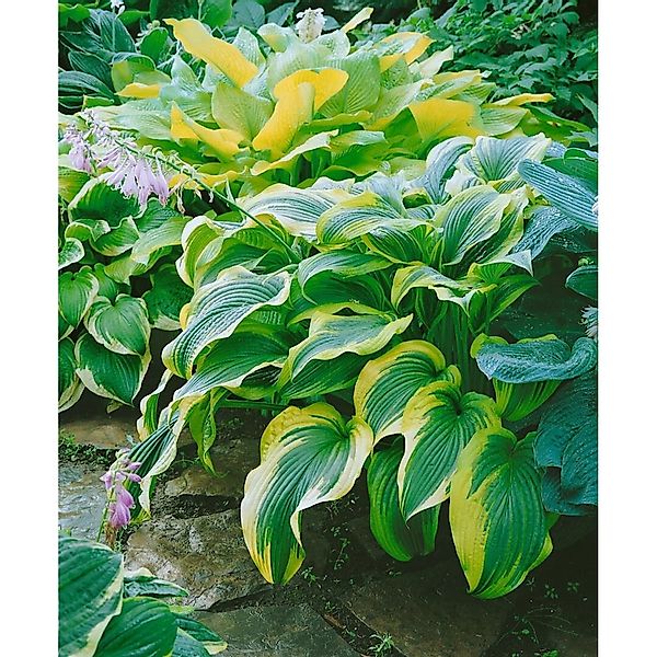 Hosta Montana Bergfunkie Ca. 11x11 cm Topf günstig online kaufen