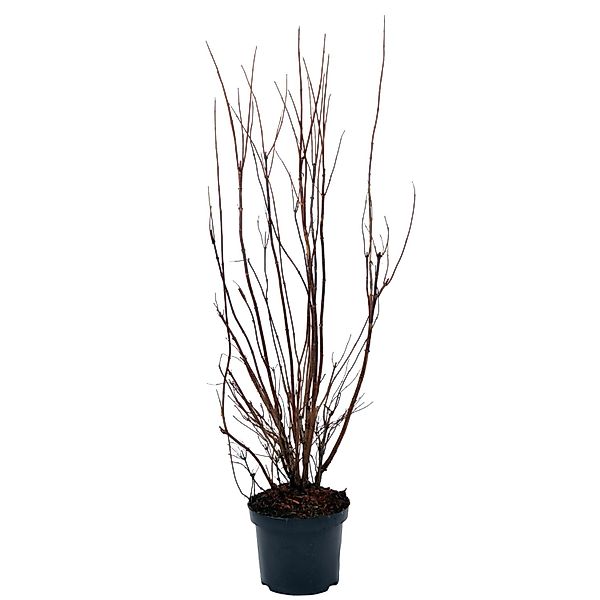 Sternchenstrauch Plena Höhe ca. 60-80 cm Topf ca. 4,5 l Deutzia scabra günstig online kaufen