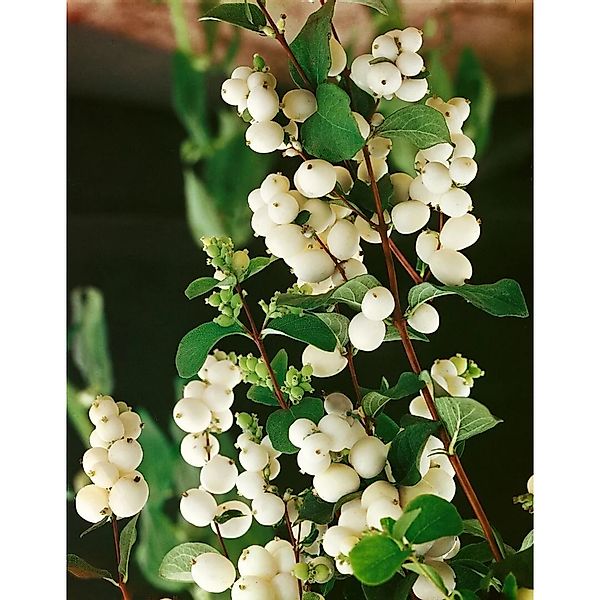 Symphoricarpos albus,aevigatus 125-150 cm günstig online kaufen