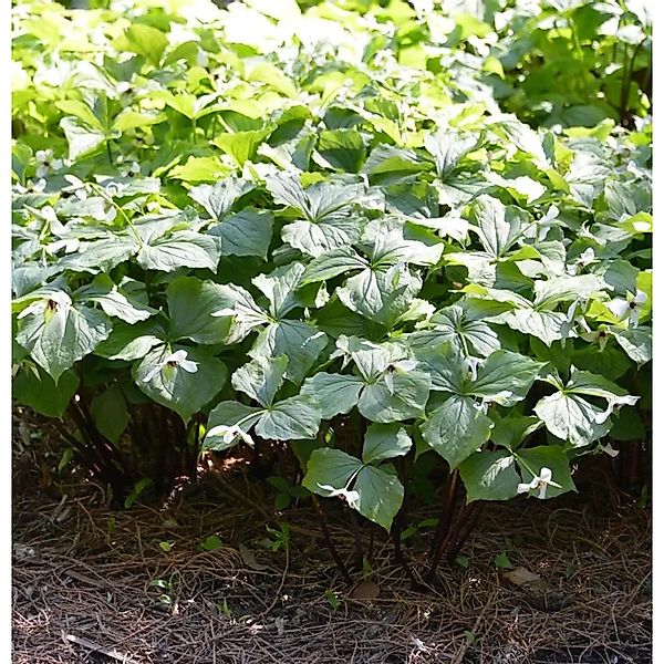 Gelbblütige Waldlilie - Trillium viride günstig online kaufen