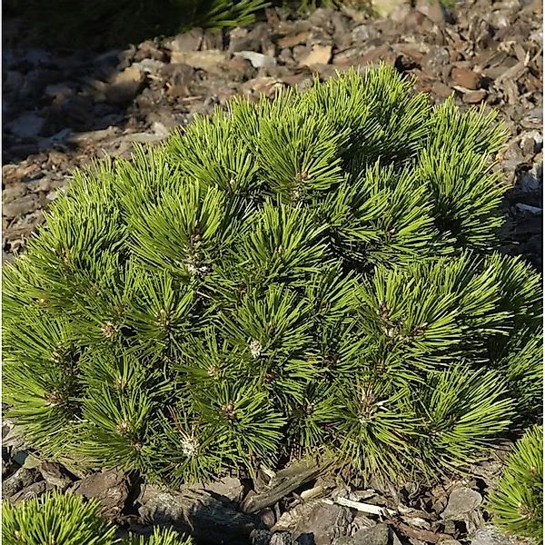 Zwerg Schlangenhaut Kiefer Schmidt 10-15cm - Pinus,eucodermis günstig online kaufen