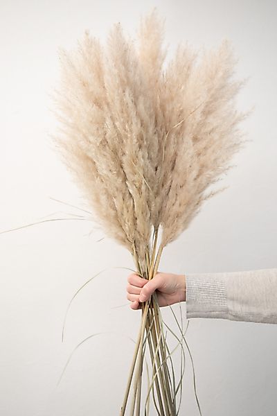 Trockenblume XXL Pampasgras extra fluffig, Bund günstig online kaufen