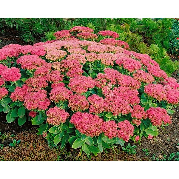 Sedum Spectabile Brillant Fetthenne Ca. 9x9 cm Topf günstig online kaufen