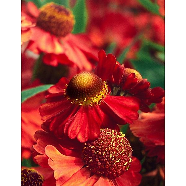 Helenium X Cult. Ruby Tuesday R Sonnenbraut Ca. 11x11 cm Topf günstig online kaufen