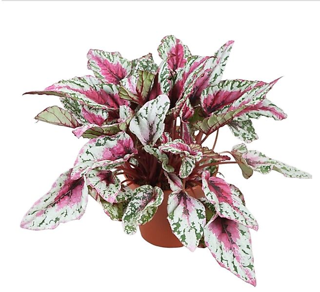 meinvipshop Zimmerpflanze Wunderschöne Blattbegonie Sunset Zimmerpflanze günstig online kaufen