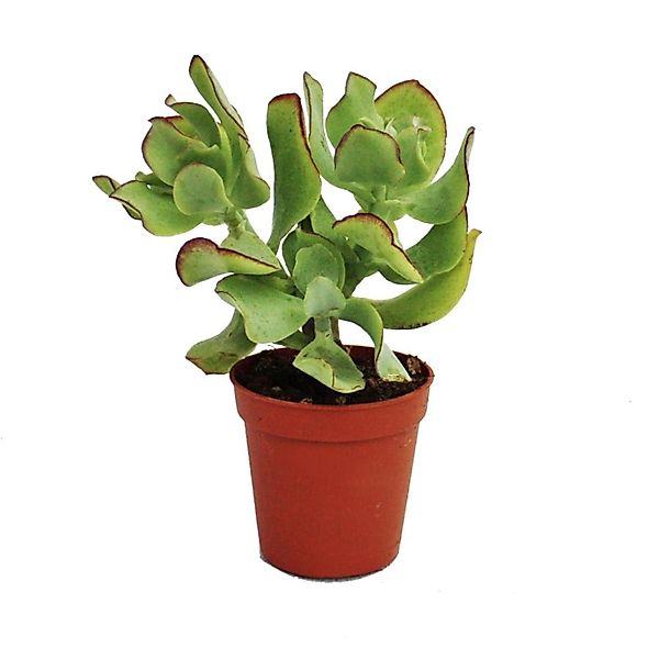 Exotenherz Crassula Arborescens Kleine Pflanze im 5,5cm Topf günstig online kaufen