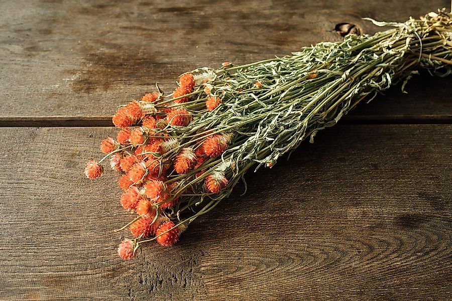 Trockenblume Gomphrena globosa getrocknet, Orange, ca. günstig online kaufen