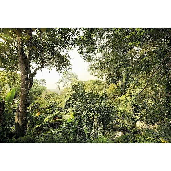 Komar Vliestapete »Dschungel«, 400x260 cm (Breite x Höhe) günstig online kaufen