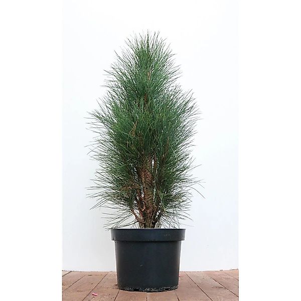 Pflanzen für Dich Konifere Pinus nigra Green Tower, 1 St., Schwarzkiefer, s günstig online kaufen