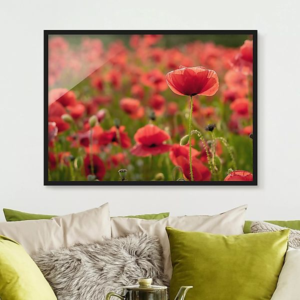 Bild mit Rahmen Blumen - Querformat Mohnfeld im Sonnenlicht günstig online kaufen