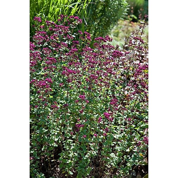 Origanum Laevigatum Rosenkuppel Dost Ca. 9x9 cm Topf günstig online kaufen