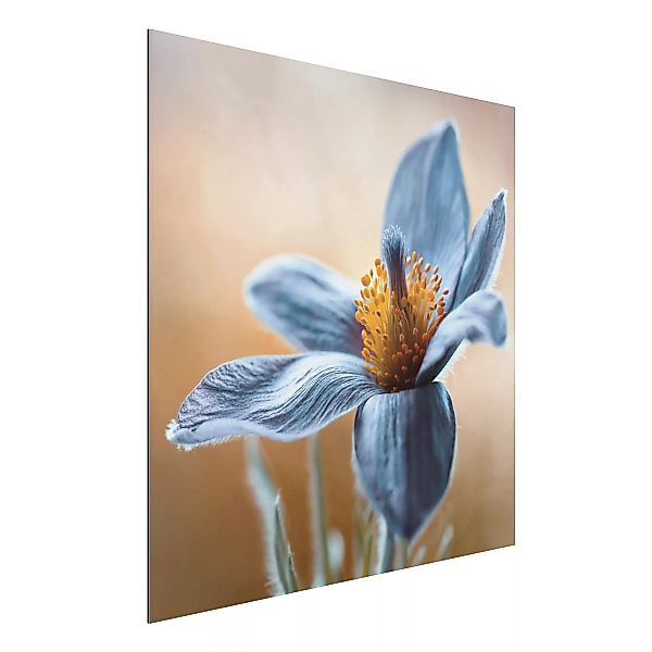 Alu-Dibond Bild Blumen - Quadrat Kuhschelle in Blau günstig online kaufen