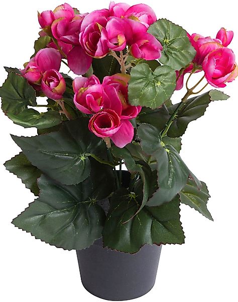Botanic-Haus Kunstblume "Begonienbusch mit 7 Stielen" günstig online kaufen