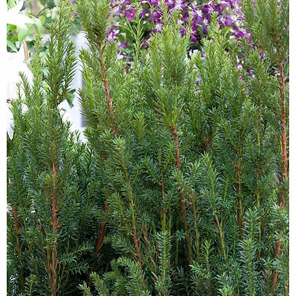Becher Eibe Rising Star 20-25cm - Taxus media günstig online kaufen