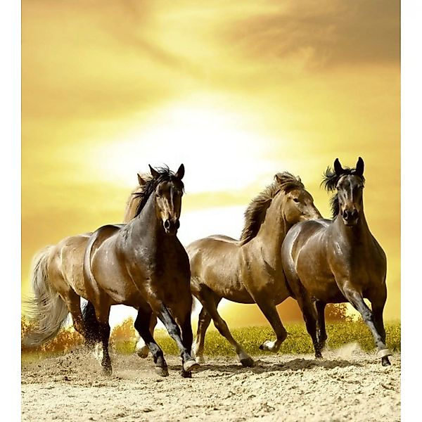 Fototapete HORSES IN SUNSET  | MS-3-0227 | Gelb | Digitaldruck auf Vliesträ günstig online kaufen