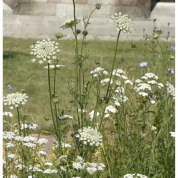 Wilde Möhre - Daucus carota günstig online kaufen