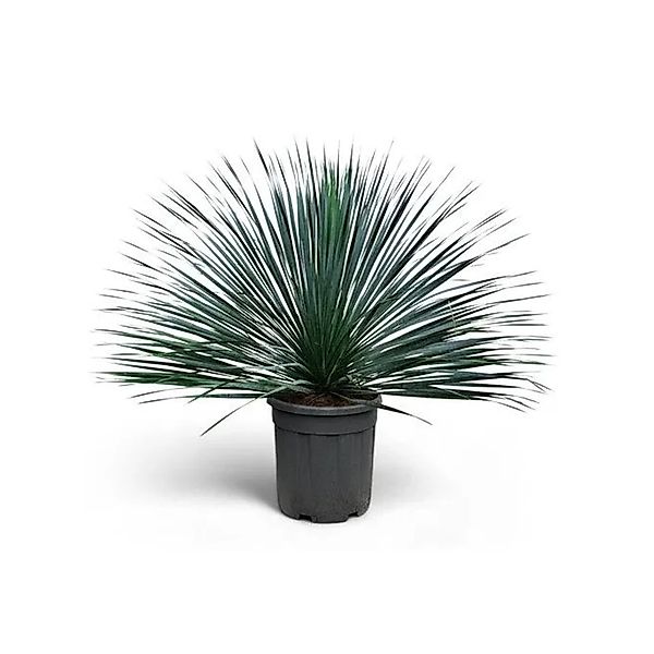 Sunny-Tree Mediterrane Yucca Rostrata Blue Blue Palmlilie Winterharte Pflan günstig online kaufen