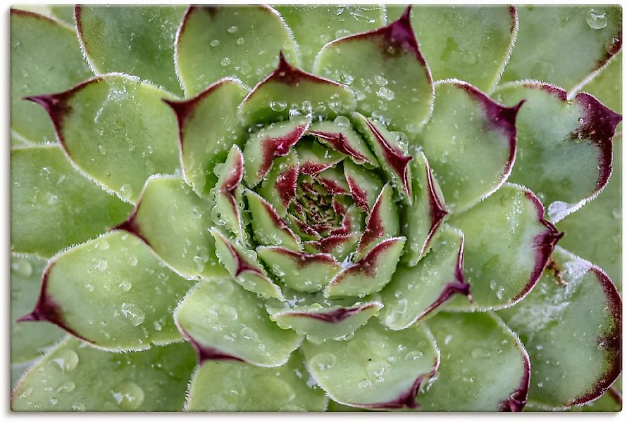 Artland "Sukkulente mit Regentropfen" Pflanzenbilder 1 Stk. tlg. auf Holzra günstig online kaufen