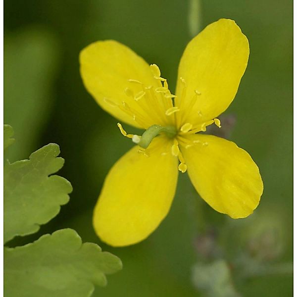 Schöllkraut - Chelidonium majus günstig online kaufen