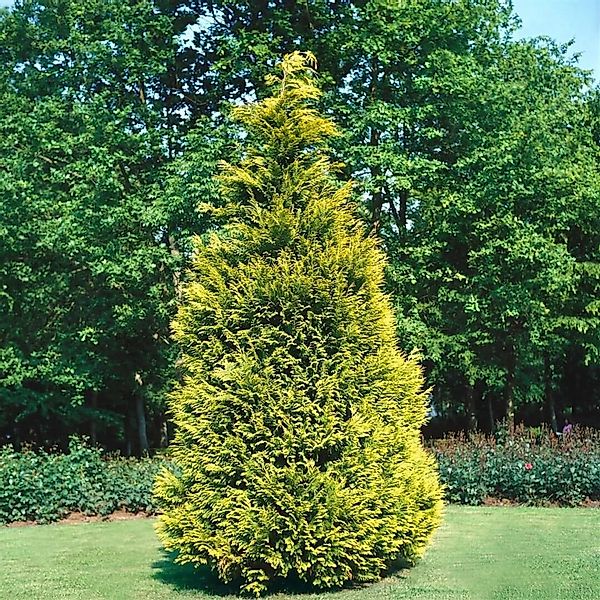 Chamaecyparis,awsoniana Stewartii 125-150 cm günstig online kaufen