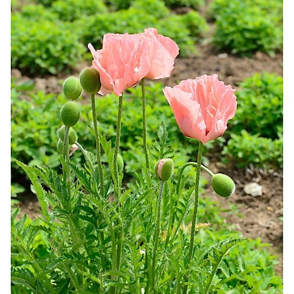 Türkischer Mohn Königen Alexandra - Papaver orientale günstig online kaufen