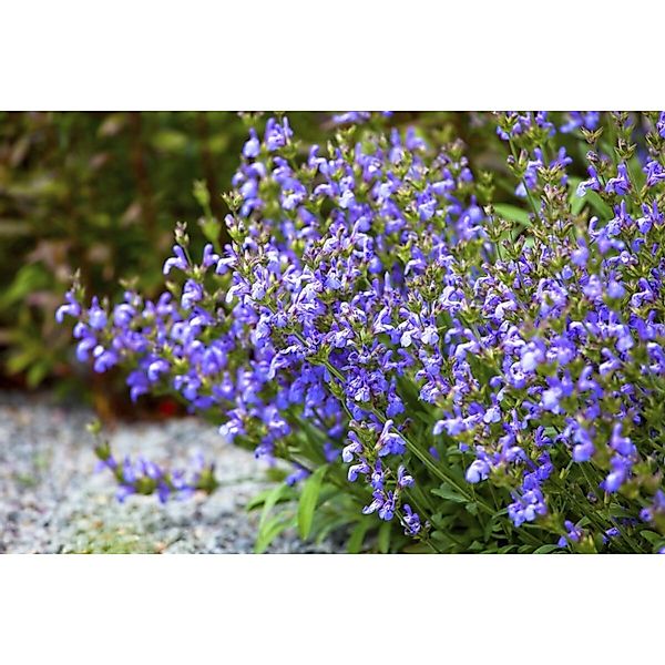 Salvia Lavandulifolia Spanischer Salbei Ca. 9x9 cm Topf günstig online kaufen