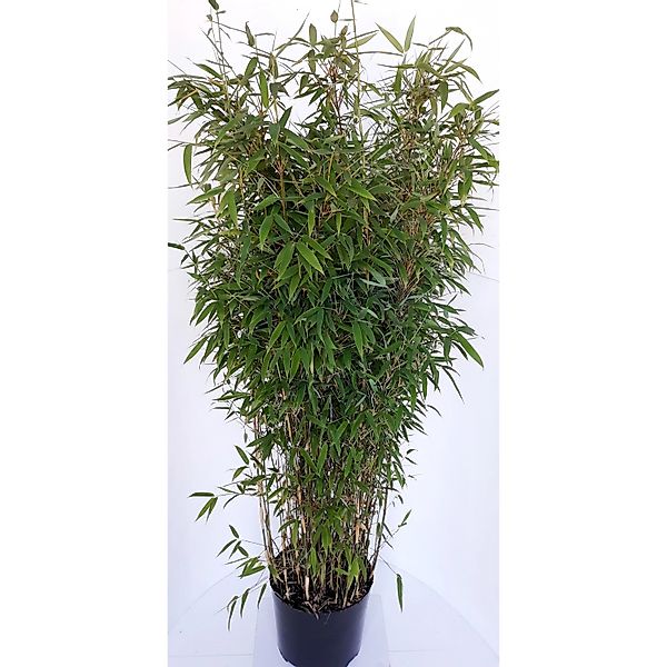 Pflanzen-Boering Aufrechter Bambus Fargesia Jumbo Gesamthöhe 120-130 cm Hor günstig online kaufen