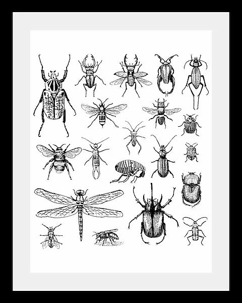 queence Bild »Käfer«, Tiere-Schwarz-Weiß-Kunst-Insekten, HD Premium Poster- günstig online kaufen