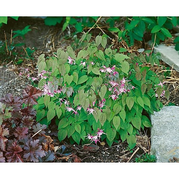 Epimedium X Youngianum Roseum Elfenblume Ca. 9x9 cm Topf günstig online kaufen