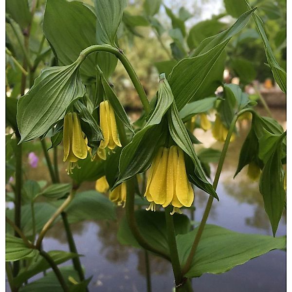 Feenglöckchen - Disporum flavens günstig online kaufen