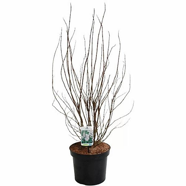 GROW by OBI Deutzie Plena Weiß Höhe ca. 80-100 cm Topf ca. 7 l Deutzia scab günstig online kaufen